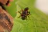 Nomada sp.
